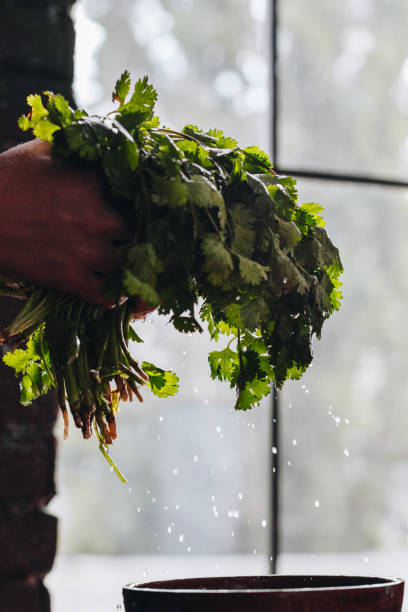 istock Woman washing fresh parsley 1177717446
