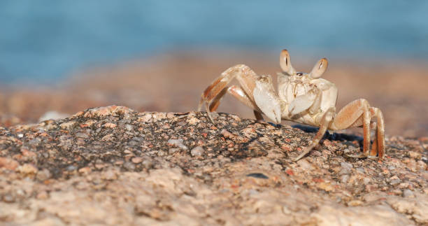 istock Crab sand beach close up. Cute crab on sand beach. Sand beach crab looking 1177718334
