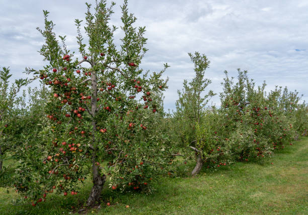 istock Row of red apple trees in orchard 1177718949