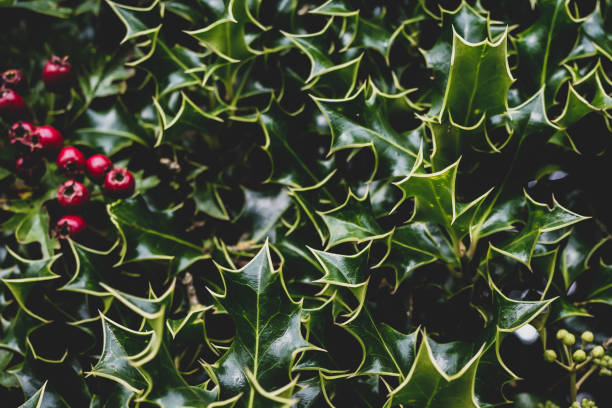 Close up of Holly Bush with red berries. stock photo