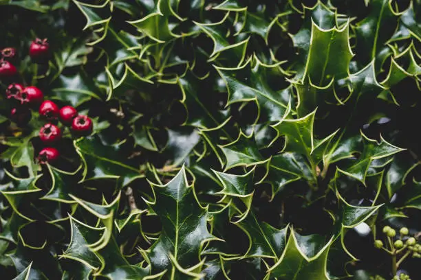 Photo of Close up of Holly Bush with red berries.