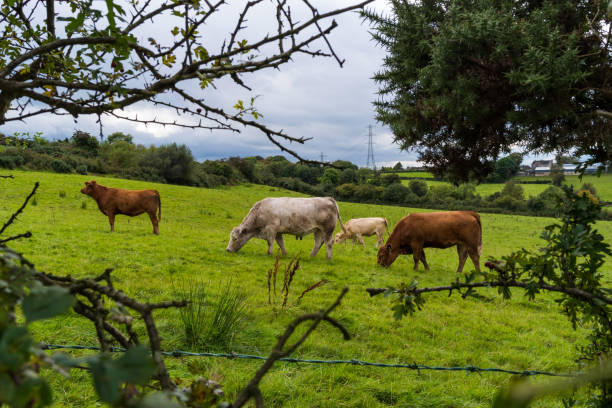 Cattle at Hag's Head, Cliffs of Moher, Wld Atlantic Way, County Clare, Ireland