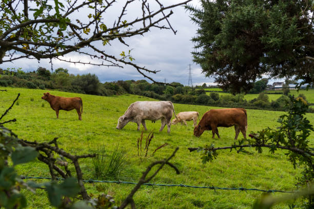 Four cattle grazing on a green field stock photo