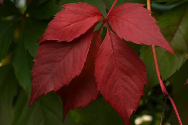 istock autumn leaves on green background 1177719394
