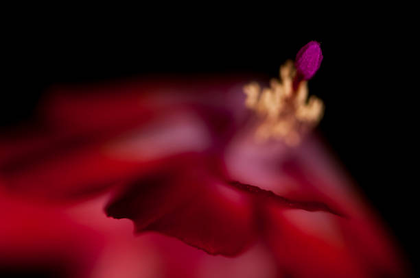 Detail of a May flower