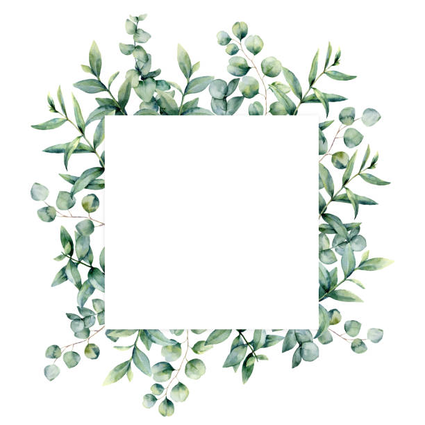 illustrations, cliparts, dessins animés et icônes de carte carrée d'invitation d'aquarelle d'eucalyptus. illustration peinte à la main avec des branches et des feuilles d'eucalyptus isolées sur le fond blanc. illustration florale pour la conception, l'impression, le tissu ou le fond. - full frame leaf lush foliage backgrounds