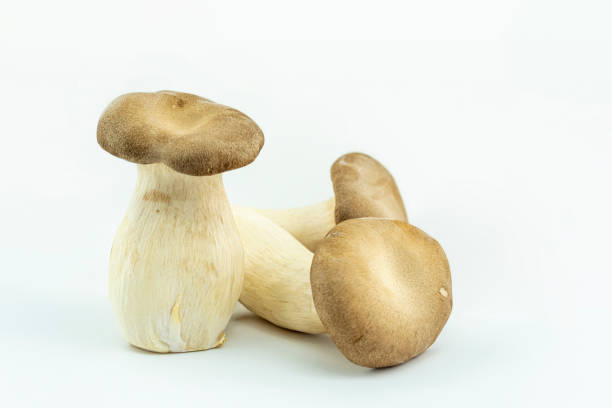 istock French horn mushrooms 1177724256