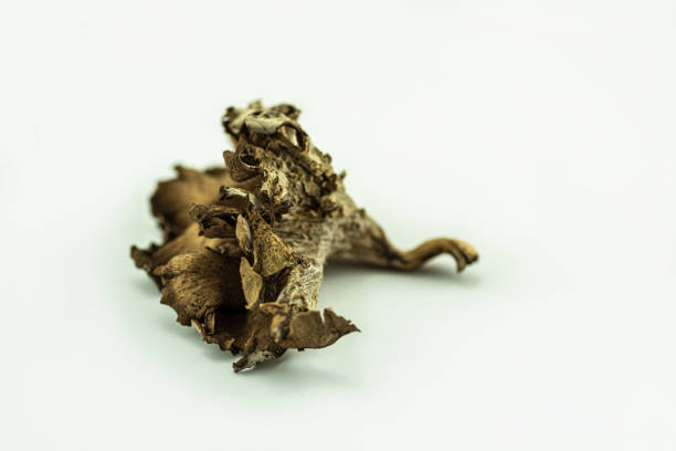 istock Horn of plenty close-up 1177724472