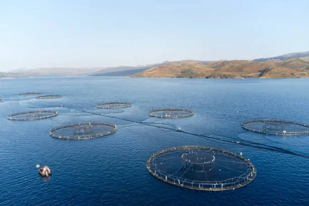 Fish farm salmon sea nets farming at sea Loch Tay Scotland