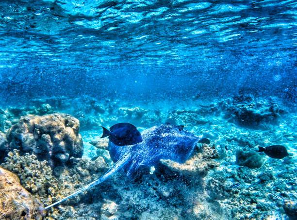 istock Reef and fishes from paradise 1177726539