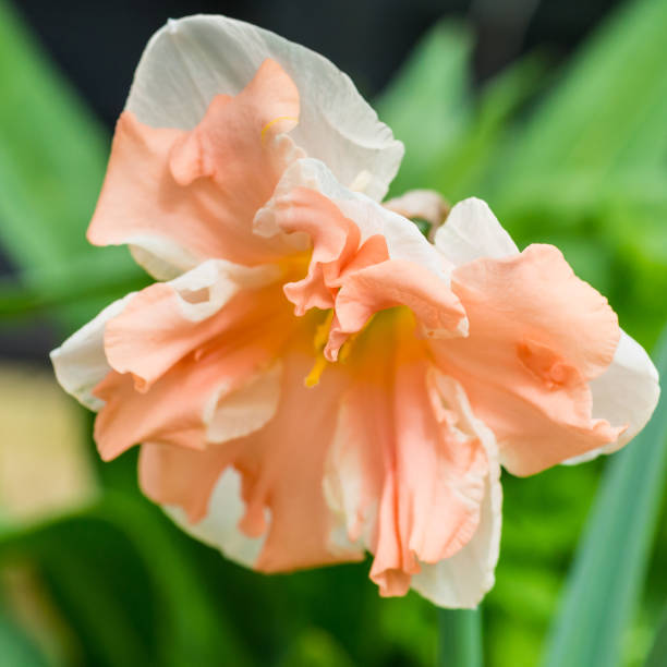 istock Doffodil Apricot Whirl 1177726628
