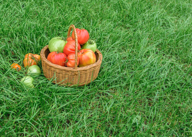 istock Homemade tomatoes in a wicker basket on green grass. 1177727778