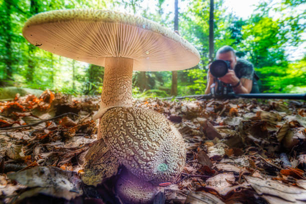 Mushroom photographer, image of a guy photographing a giant mushroom, wide angle macro lens