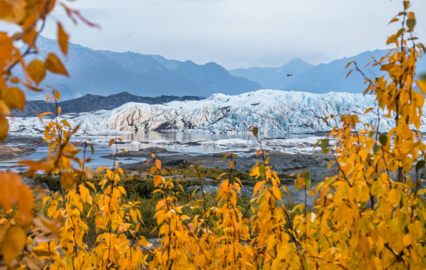 알래스카의 마타누스카 빙하 의 빙하 위로 낮게 날아가는 작은 부시 비행기. 황금 단풍으로 둘러싸인 얼음 위의 일몰 전 마지막 빛. - usa action adventure aspen tree 뉴스 사진 이미지