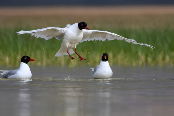 istock White Gulls. Blue green nature background. Bird: Mediterranean Gull. Ichthyaetus melanocephalus. 1177731076