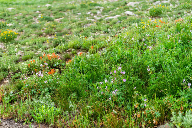 albion basin, utah summer in 2019 in wasatch mountains with wildflowers red paintbrush flowers in meadow - 16207 imagens e fotografias de stock