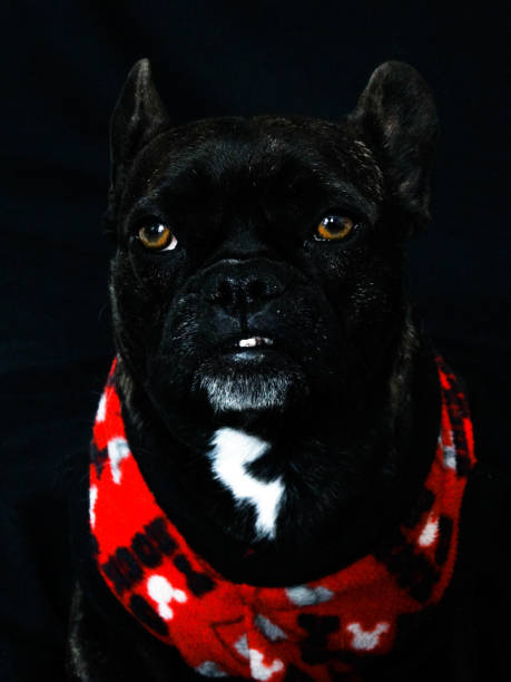 istock Bulldog Frances Dog 1177731108