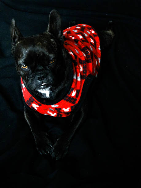 istock Bulldog Frances Dog 1177731143