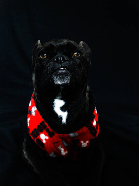 istock Bulldog Frances Dog 1177731242