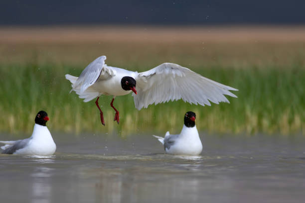 istock White Gulls. Blue green nature background. Bird: Mediterranean Gull. Ichthyaetus melanocephalus. 1177731417