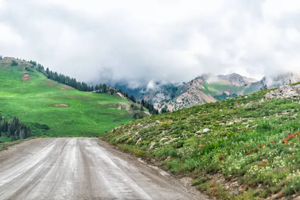 Albion Basin, Utah summer dirt road for shuttles and cars in 2019 in Wasatch mountains with clouds on stormy day and flowers