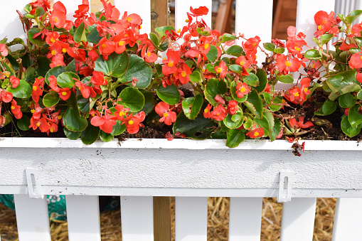 Container plants. Begonia cucullata. ikon D5300