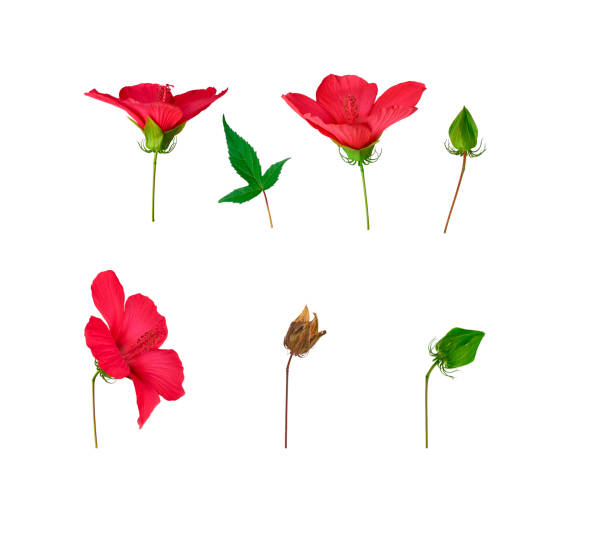 Hibiscus produces large, funnel-shaped or trumped-shaped flowers with soft petals and attractive large stamens. It is a perennial flowering plant and flowers through the year. Hibiscus flowers come in a variety of colors, including red, pink, orange, white and yellow.It also has medical uses; the flowers and leaves can be made into tea and liquid extracts that can help treat a variety of conditions.