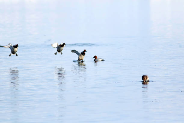 istock Winter and ducks. Winter nature habitat background. 1177732757