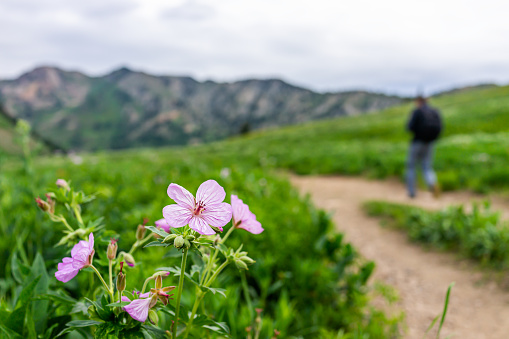 Albion Basin, Utah man hiking on green summer meadows trail in wildflowers season with closeup of pink Sticky Geranium flowers in Wasatch mountains in July 2019