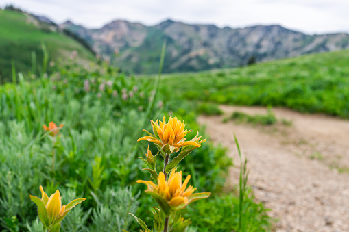 istock Albion Basin, Utah green summer meadows trail in 2019 summer with orange yellow Indian Paintbrush flowers wildflowers closeup 1177733435