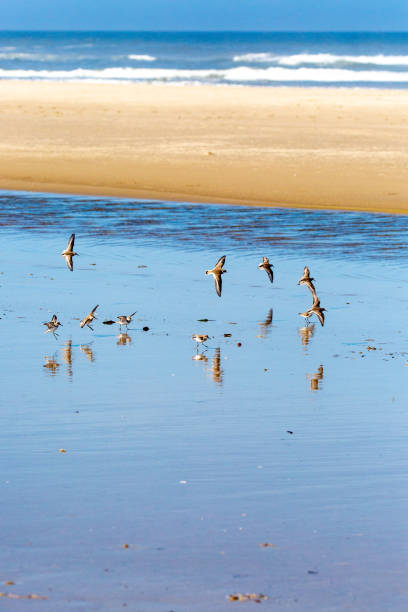 istock semipalmated sandpiper feeding on the Oregon coast 1177733703