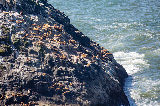 Sea lions between Yachats and Florence Oregon on the Pacific Ocean in August