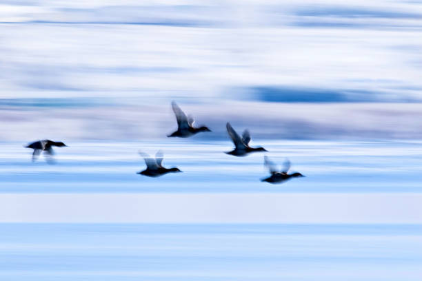 istock Winter and ducks. Winter nature habitat background. 1177734801