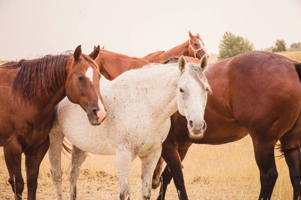A white spotted Apaloosa horse standing amongst a small herd of brown horses. No people in this color photograph taken in Montana, USA.