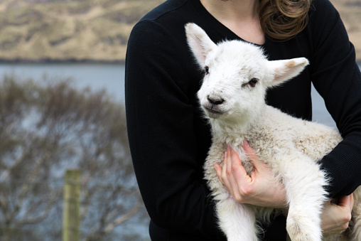Shot in Ireland on the west coast in county Mayo. Close-up of a young woman, who is holding a baby lamb that it’s mother was unable to rear.