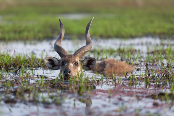 Sitatunga antelope Male sitatunga antelope hiding in water, Botswana antelope stock pictures, royalty-free photos & images