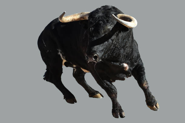 istock bull black with big horns 1177737626
