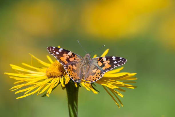 Painted lady butterfly - Vanessa cardui feeding on the flower stock photo