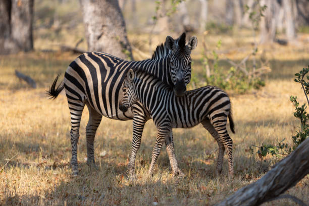 istock Zebra and Foal, Moremi game reserve, Botswana 1177737666