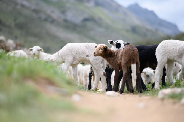 Young lambs in southern Spain roaming wild on a large sheep farm in the Sierra Morena mountains. The sheep are walking on a road.