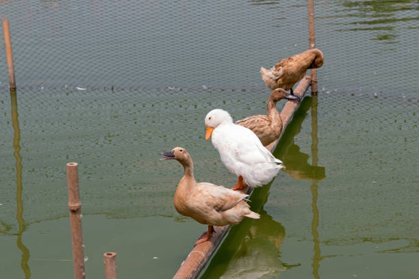 Group of duck stands on the \ntimber in a green pond.
