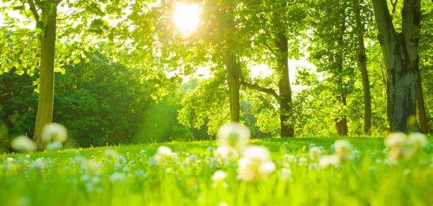 istock garden flowers 1177738657