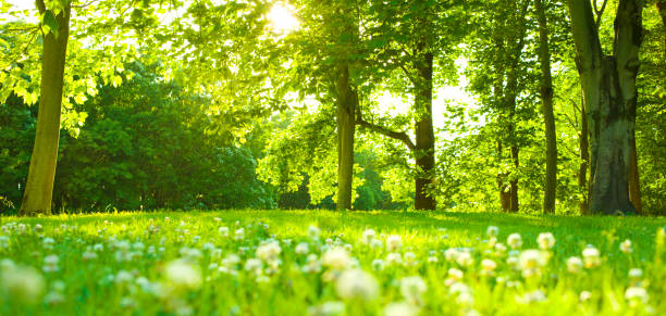 istock park flowers in the morning 1177739426