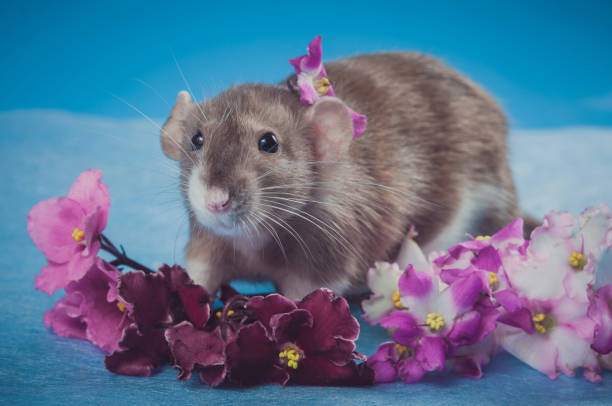 istock Brown rat with fresh flowers on a blue background 1177741013