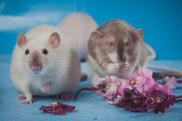 istock Two rats on a blue background next to flowers 1177741024