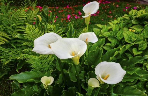 calla lily o arum lily flores blancas floreciendo en victoria bc public park - alcatraz flor fotografías e imágenes de stock