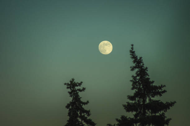 Photo of Full moon over the tops of pine trees. Beautiful nightly witching landscape