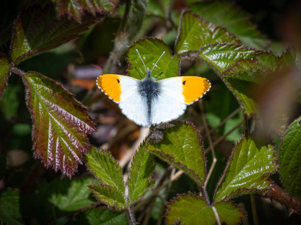 Male Orange Tip Butterfly A Male Orange Tip rests (at last), on a bush at Towednack (twednook) in Cornwall. anthocharis cardamines stock pictures, royalty-free photos & images