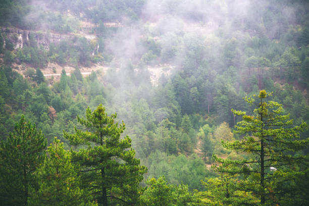istock Fog, forest, mountains and landscapes! 1177744955