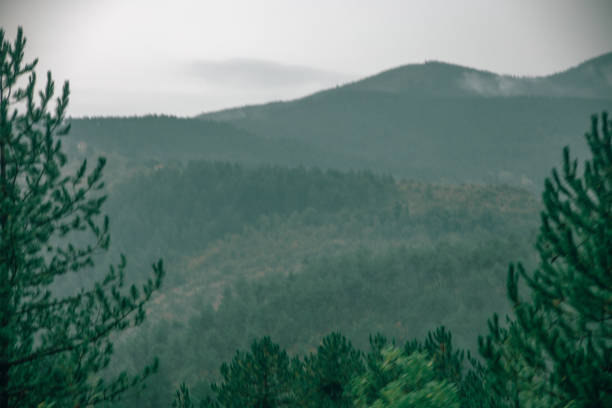 nebbia, foresta, montagne e paesaggi! - meteorology rain fog forest foto e immagini stock